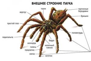 Класс паукообразные или арахниды (arachnida)